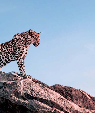 SkySafari Tanzania